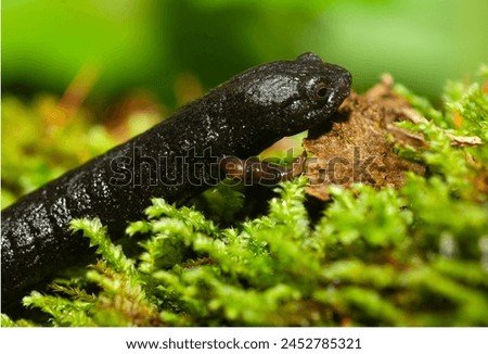 English Name: Ring Tailed Salamander.
A beautiful composition of a salamander with dark coloring and yellowish limbs on moss with a green out of focus background.