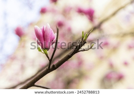 Beautiful blooming magnolia tree flower in the garden. Spring bloom time Royalty-Free Stock Photo #2452788813