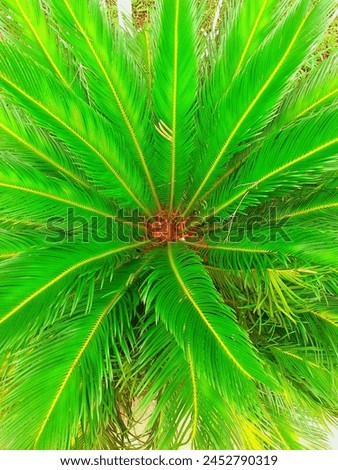 This is cycas revoluta(sago palm) .It is belong to gymnosperm species ,cycadaceae family and has been used in medicine to cure hypertension. it is native to southern Japan including Ryukyu islands. Royalty-Free Stock Photo #2452790319