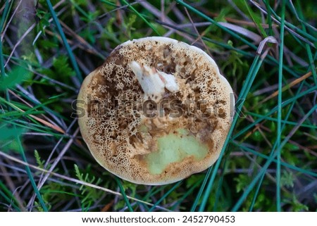 Wormy boletus mushroom. White fungi with worms. Royalty-Free Stock Photo #2452790453