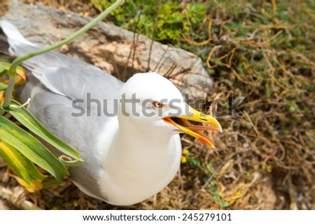 A seagull nesting on a cliff edge in Alghero, Sardinia