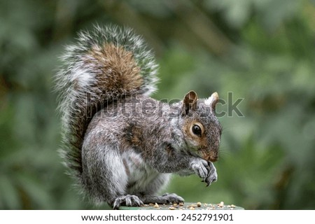 Bushy tailed squirrel eating nuts, Attenborough Nature reserve Royalty-Free Stock Photo #2452791901