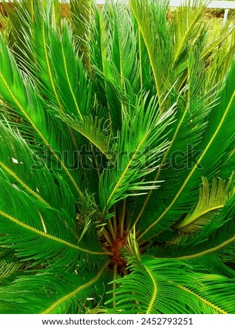 This is cycas revoluta (sago palm).it is a special of gymnosperm in family cycadaceae,native to southern Japan including the Ryukyu islands.the sago cycad can be distinguished by thick coat of fiber.  Royalty-Free Stock Photo #2452793251