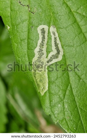 Hackberry tree leaves (Celtis occidentalis) with leaf miner insect damage, pest control horticulture gardening agriculture concept. Royalty-Free Stock Photo #2452793263