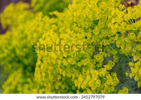 Selective focus of Mediterranean spurge flowers, Euphorbia characias or Albanian spurge is a species of flowering plant in the family Euphorbiaceae, It is a evergreen shrub, Nature pattern background. Royalty-Free Stock Photo #2452797079