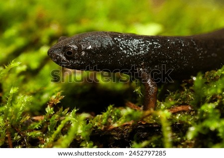 English Name: Ring Tailed Salamander.
Salamander in the foreground, (Bolitoglossa robusta) with dark skin with small white spots, perched on green forest moss.
