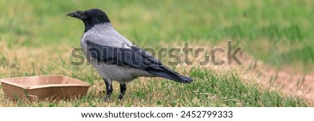 Cormorant bird close up, nature picture, stock photo
