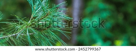 Green fir branch, beautiful natural picture