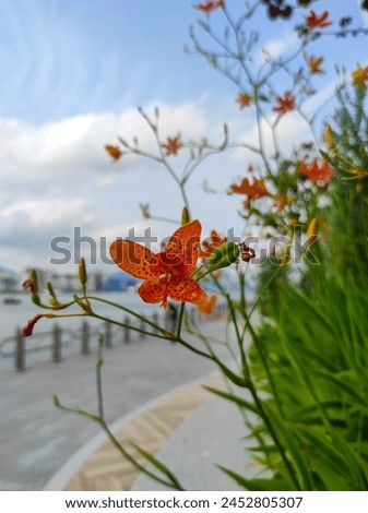Belamcanda chinensis, Brojo latitude, Jamaka flowers are blooming. Royalty-Free Stock Photo #2452805307
