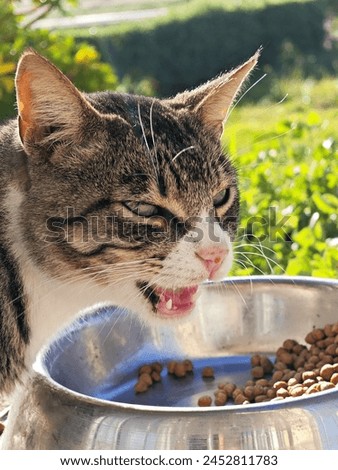 A funny picture of a cat while eating