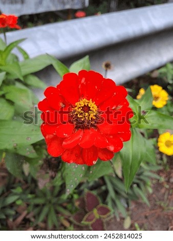 Blurred background of the plate various kinds of flowers, both ornamental flowers and wild flowers, which look very diverse, colorful and beautiful. Acollection of photos of flowers in different angle