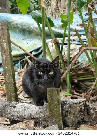 angry black cat at the barn