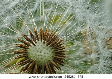 Close-up, Dandelion seeds in intricate detail, showcasing nature’s delicate beauty.
