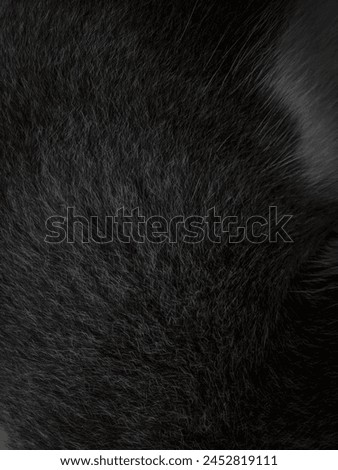 photo of black and white cat fur texture