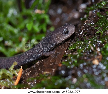English Name:
Common Worm Salamander.
Beautiful looking Common Worm Salamander moving on a wet mossy surface.