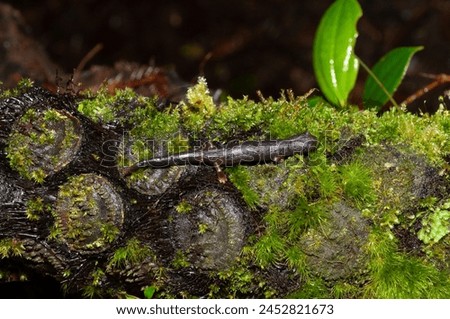 English Name: .
Overhead view of a salamander on green moss, with a dark brown color with a small thinning at the beginning of the tail, which is a diagnostic characteristic of the species. 