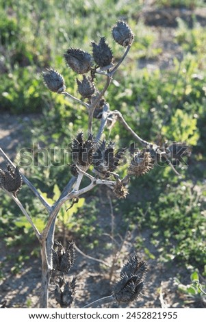 Datura stramonium,  known by the common names thorn apple, jimsonweed (jimson weed), devil's snare, or devil's trumpet, is a poisonous flowering plant of the nightshade family Solanaceae. Royalty-Free Stock Photo #2452821955