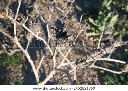 Datura stramonium,  known by the common names thorn apple, jimsonweed (jimson weed), devil's snare, or devil's trumpet, is a poisonous flowering plant of the nightshade family Solanaceae. Royalty-Free Stock Photo #2452821959