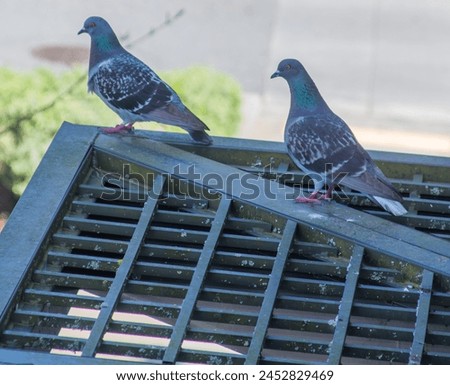 A pair of pigeons roosting