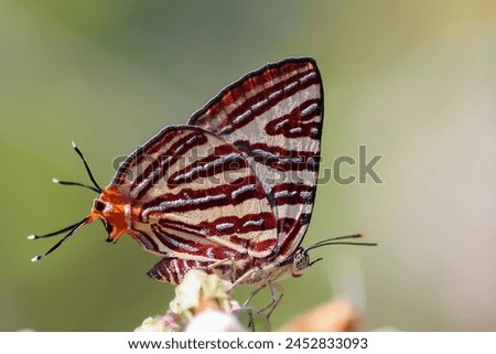 The Long-Banded Silverline (Graphium evemon eventus) is a butterfly species found in Asia. It has a wingspan with predominantly black coloration, adorned with striking blue and white markings. Royalty-Free Stock Photo #2452833093