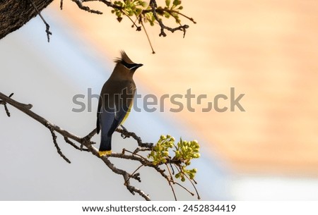 Cedar Waxwing perched on branch Royalty-Free Stock Photo #2452834419