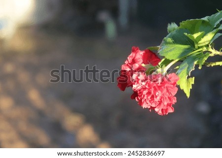 A picture of red flowers in the morning