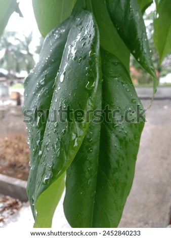 Image of green leaves after being splashed with rain 