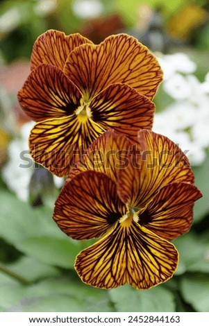 Closeup of the dark orange patterns of Viola Angel Tiger Eye, a hybrid between pansies and violas flowering plants