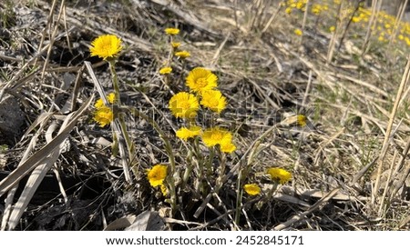 The first yellow flowers in spring