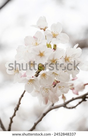 Cherry blossoms full bloom 2024 Spring
