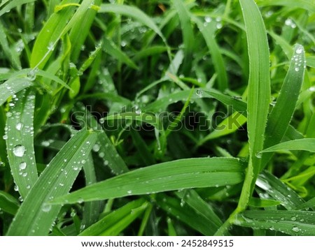photo of weeds with raindrops