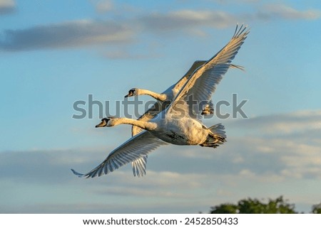 Two Mute Swan (Cygnus olor) in flight at sunset. White swan picture. Gelderland in the Netherlands.                                          