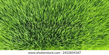 Like grass but this is a 2 week old rice plant  Royalty-Free Stock Photo #2452854187