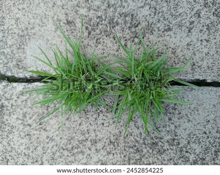 Little Grass growing through in concrete tiles