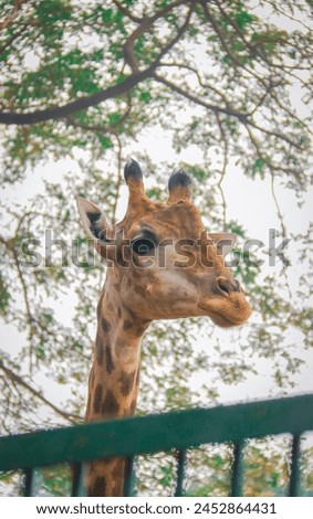 portrait of a beautiful spotted giraffe  with its long neck in the zoo, single giraffe close up shot of head in the natural green background, neck eyes and ears of giraffe 