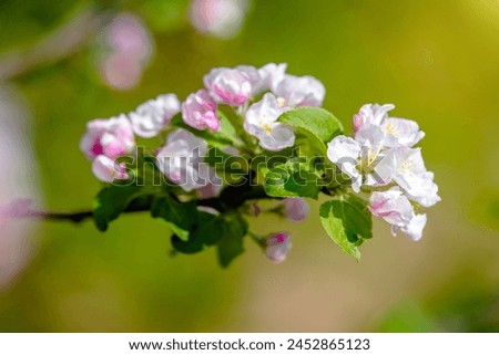 appletree blossom branch in the garden in spring  Royalty-Free Stock Photo #2452865123