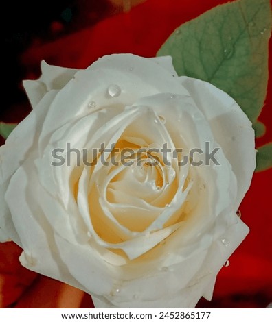 Close-up of a white rose with water droplets on petals, isolated on a background of green leaves. Fresh and dewy floral image, perfect for nature and beauty concepts.