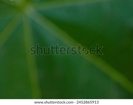 Defocused Abstract Background of green leaves pattern.