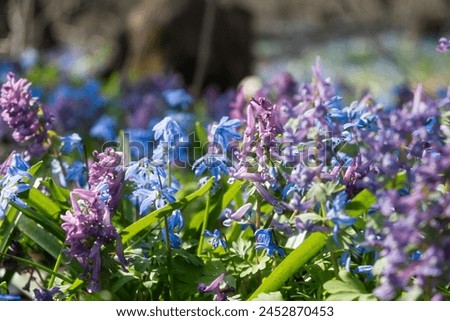 A spring meadow of flowers. Blue snowdrops and purple crested blossomed in the spring forest. Bright sunlight illuminates the clearing. A light breeze stirs the flowers The concept of awakening spring Royalty-Free Stock Photo #2452870453