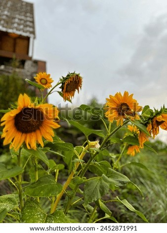 A picture of sunflowers in the morning