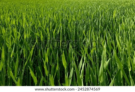 A picture of a green barley field on a healing trip