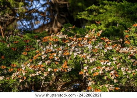 Many Monarch butterflies (Danaus plexippus) on a pine tree. Migrating Monarch butterflies. Royalty-Free Stock Photo #2452882821