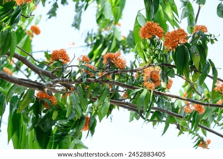 Beautiful Orange Ashoka tree flower blooming in summer season, Thailand Royalty-Free Stock Photo #2452883405