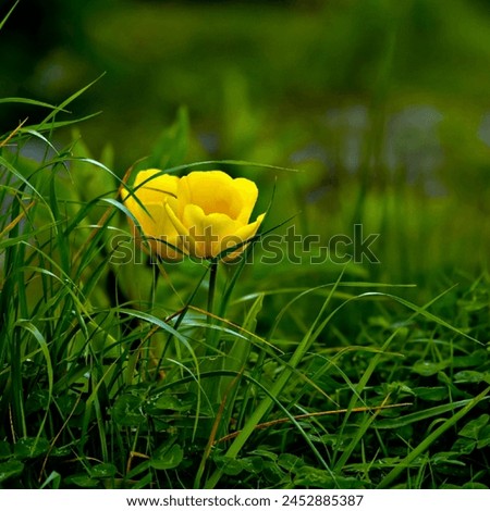 A beautiful yellow flower  picture. 