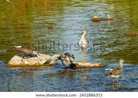 Shore birds on the river. Royalty-Free Stock Photo #2452886315