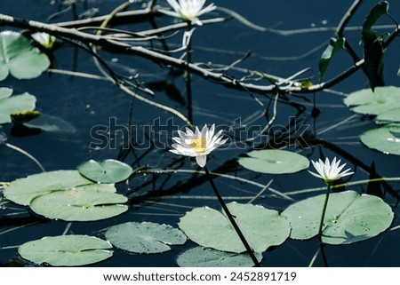 beautiful photograph of white coloured water lilly flower lake pond bright sunny day buds wetlands swamp large leaves greenery natural scenery forest jungle wallpaper background india turquoise blue Royalty-Free Stock Photo #2452891719