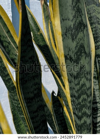 'Tongue-in-law' is the common name for ornamental plants of the genus Sansevieria. This plant is often referred to as snake tongue or heat resistant tongue.