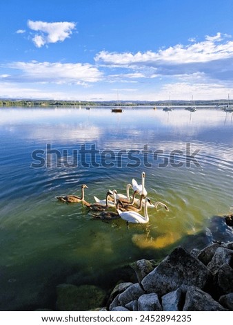 Swan family with young at the shore of the Rozkoš pond in the Czech Republic in Europe. In the morning, they swim to the camp and wait to see if people throw them something good. Royalty-Free Stock Photo #2452894235