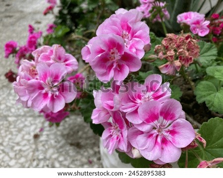 It is a picture of pink geranium flowers in spring weather