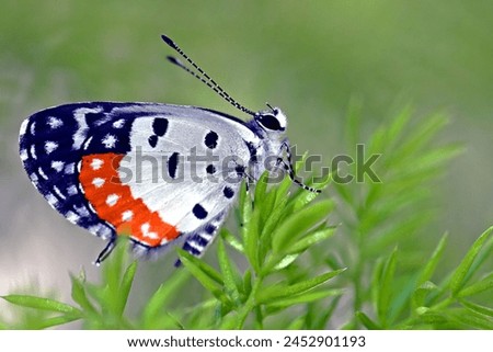 The Red Pierrot (Talicada nyseus) is a charming butterfly species known for its vibrant red-orange hues and delicate appearance. With a wingspan typically ranging from 25 to 35 millimeters Royalty-Free Stock Photo #2452901193